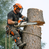 CUT TREE